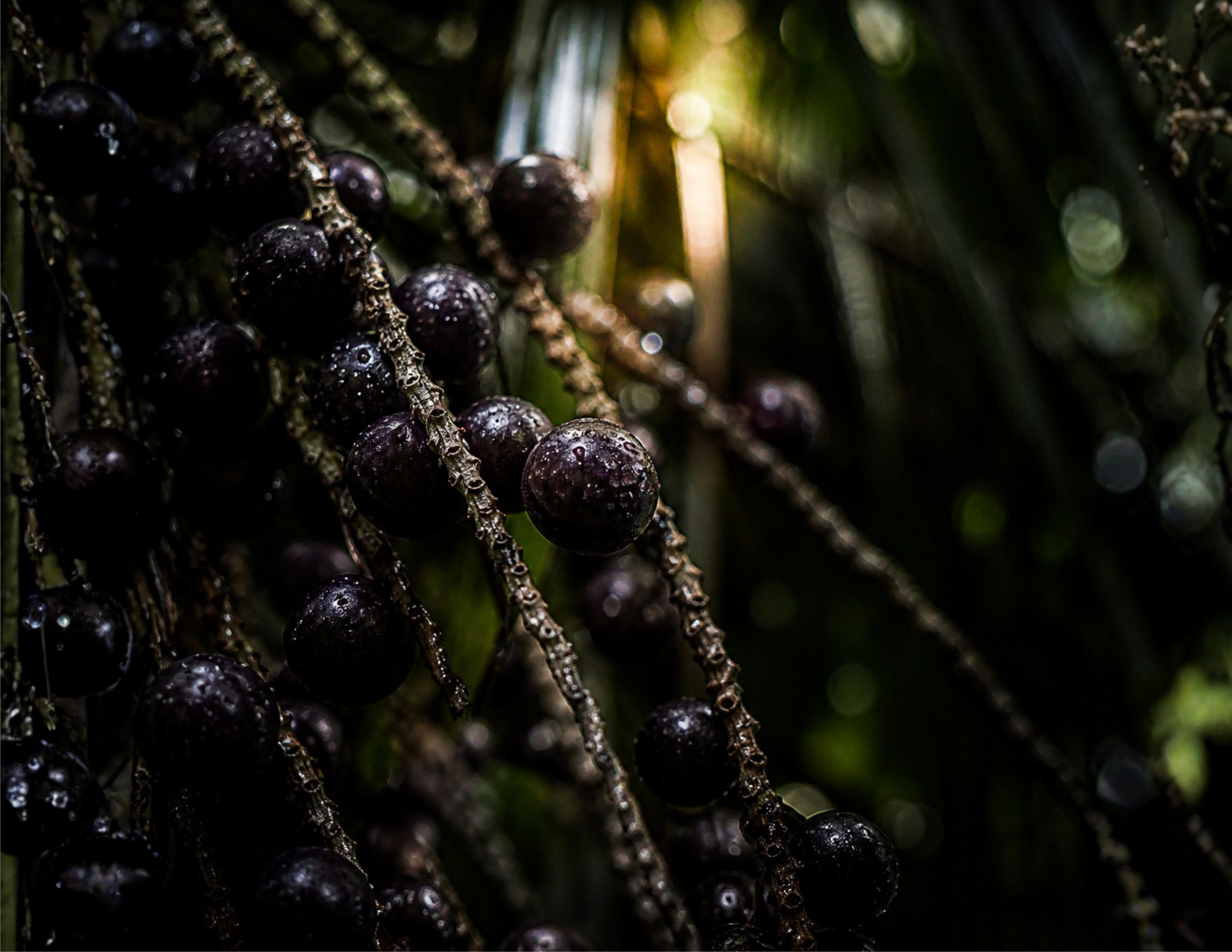 Acai Branch